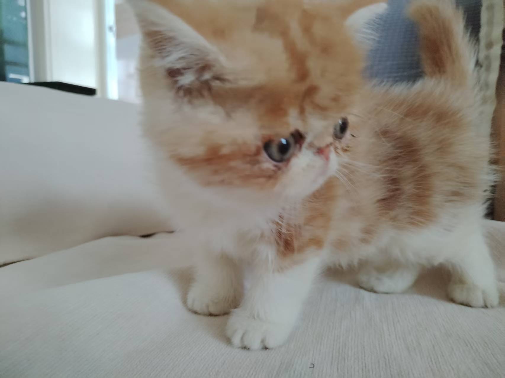 加菲猫